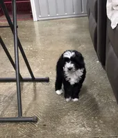 Ringer, a male Poodle - Toy  and Sheepadoodle for sale in Cody, WY – 6 of 10