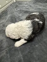 Little Piper, a female Poodle - Toy  and Sheepadoodle for sale in Cody, WY – 2 of 7