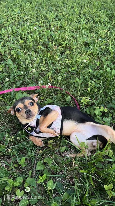Nini – Chihuahua puppy for sale in Bethesda, MD