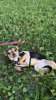 Nini, a female Chihuahua for sale in Bethesda, MD – 1 of 2