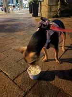 Nini, a female Chihuahua for sale in Bethesda, MD – 2 of 2