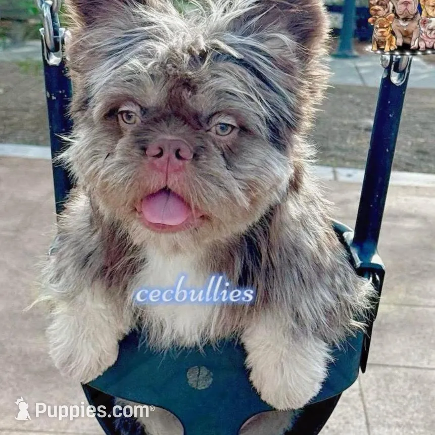 "Shimmer" Isabella & Tan Fluffy , a female French Bulldog for sale in Redwood Valley, CA – Photo 7 of 7