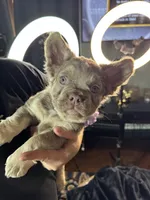 "Shimmer" Isabella & Tan Fluffy , a female French Bulldog for sale in Redwood Valley, CA – Photo 5 of 7