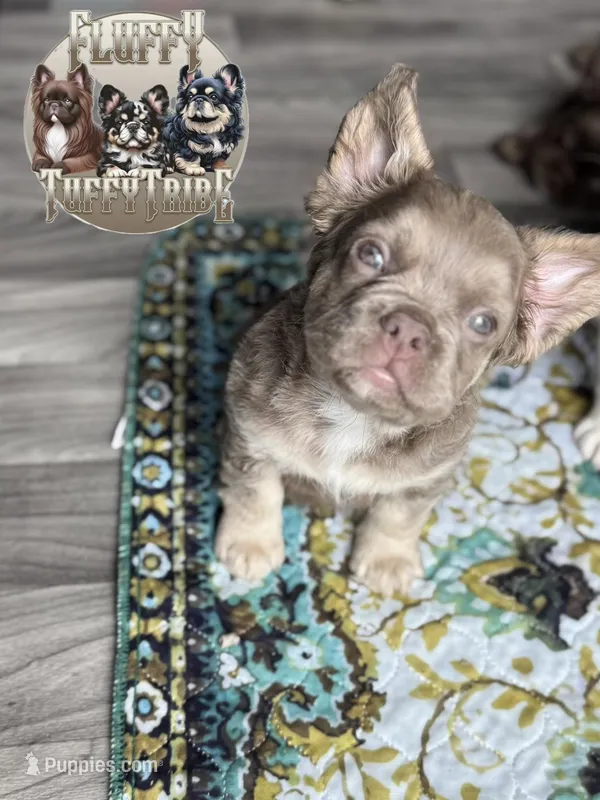 "Shimmer" Isabella & Tan Fluffy  – French Bulldog puppy for sale in Redwood Valley, CA