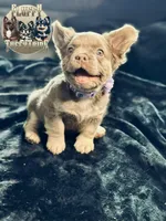 "Shimmer" Isabella & Tan Fluffy , a female French Bulldog for sale in Redwood Valley, CA – Photo 3 of 7