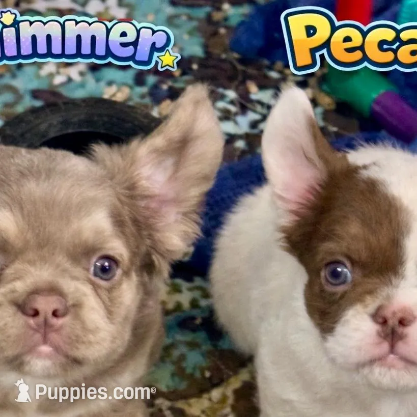 "Shimmer" Isabella & Tan Fluffy , a female French Bulldog for sale in Redwood Valley, CA – Photo 2 of 7