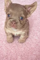 "Shimmer" Isabella & Tan Fluffy , a female French Bulldog for sale in Redwood Valley, CA – Photo 1 of 7