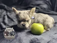 Mico Fluffy "Drizzle" , a male French Bulldog for sale in Redwood Valley, CA – Photo 6 of 10