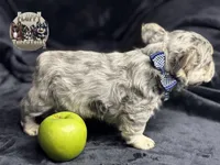 Mico Fluffy "Drizzle" , a male French Bulldog for sale in Redwood Valley, CA – Photo 5 of 10