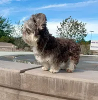 Mico Fluffy "Drizzle" , a male French Bulldog for sale in Redwood Valley, CA – Photo 10 of 10