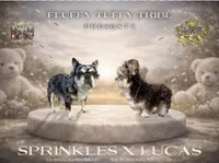 Mico Fluffy "Drizzle" , a male French Bulldog for sale in Redwood Valley, CA – Photo 9 of 10