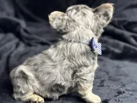 Mico Fluffy "Drizzle" , a male French Bulldog for sale in Redwood Valley, CA – Photo 7 of 10