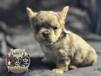 Mico Fluffy "Drizzle" , a male French Bulldog for sale in Redwood Valley, CA – Photo 3 of 10