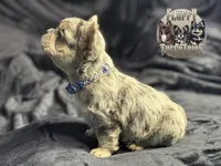 Mico Fluffy "Drizzle" , a male French Bulldog for sale in Redwood Valley, CA – Photo 2 of 10