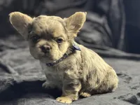 Mico Fluffy "Drizzle" , a male French Bulldog for sale in Redwood Valley, CA – Photo 8 of 10