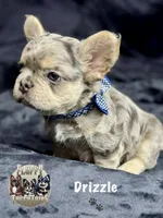 Mico Fluffy "Drizzle" , a male French Bulldog for sale in Redwood Valley, CA – Photo 4 of 10
