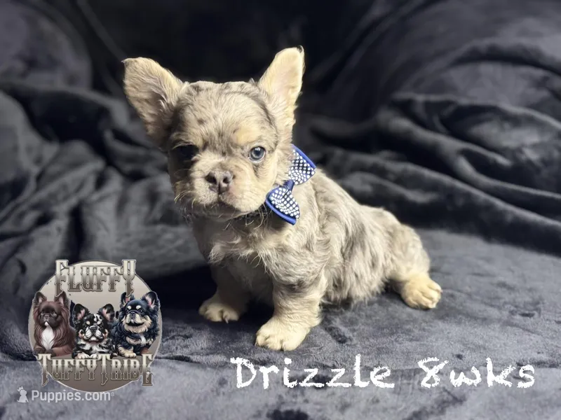 Mico Fluffy "Drizzle"  – French Bulldog puppy for sale in Redwood Valley, CA