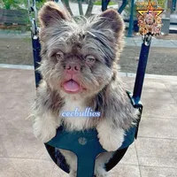 Pecan Panda "Fluffy Frenchbulldog" , a male French Bulldog for sale in Redwood Valley, CA – Photo 9 of 9