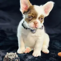 Pecan Panda "Fluffy Frenchbulldog" , a male French Bulldog for sale in Redwood Valley, CA – Photo 2 of 9