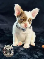 Pecan Panda , a male French Bulldog for sale in Redwood Valley, CA – Photo 2 of 9