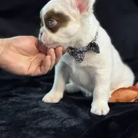 Pecan Panda "Fluffy Frenchbulldog" , a male French Bulldog for sale in Redwood Valley, CA – Photo 5 of 9