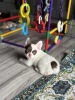 Pecan Panda , a male French Bulldog for sale in Redwood Valley, CA – Photo 6 of 9