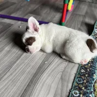 Pecan Panda "Fluffy Frenchbulldog" , a male French Bulldog for sale in Redwood Valley, CA – Photo 7 of 9