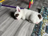 Pecan Panda , a male French Bulldog for sale in Redwood Valley, CA – Photo 7 of 9