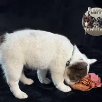 Pecan Panda "Fluffy Frenchbulldog" , a male French Bulldog for sale in Redwood Valley, CA – Photo 3 of 9