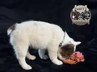 Pecan Panda , a male French Bulldog for sale in Redwood Valley, CA – Photo 3 of 9