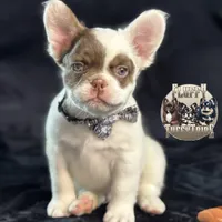 Pecan Panda "Fluffy Frenchbulldog" , a male French Bulldog for sale in Redwood Valley, CA – Photo 1 of 9