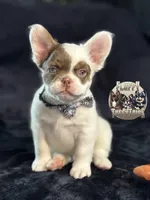 Pecan Panda , a male French Bulldog for sale in Redwood Valley, CA – Photo 1 of 9