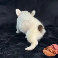 Pecan Panda "Fluffy Frenchbulldog" , a male French Bulldog for sale in Redwood Valley, CA – Photo 4 of 9