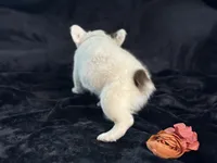 Pecan Panda , a male French Bulldog for sale in Redwood Valley, CA – Photo 4 of 9