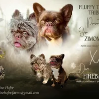 Pecan Panda "Fluffy Frenchbulldog" , a male French Bulldog for sale in Redwood Valley, CA – Photo 8 of 9