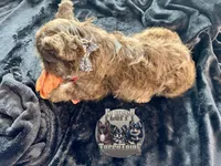 Teddy Gram "FLOODLE" , a male French Bulldog for sale in Redwood Valley, CA – Photo 5 of 10