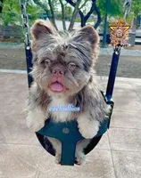 Teddy Gram "FLOODLE" , a male French Bulldog for sale in Redwood Valley, CA – Photo 10 of 10