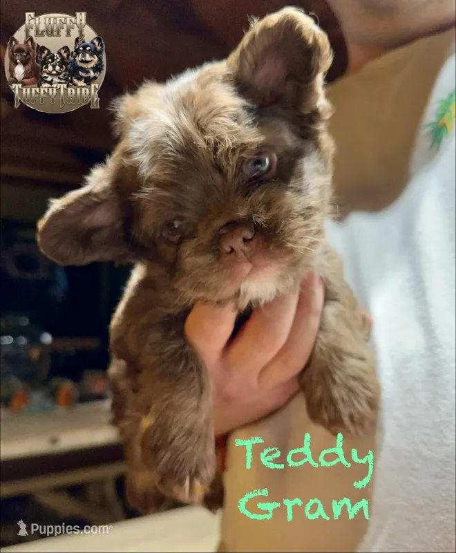 Teddy Gram "FLOODLE"  – French Bulldog puppy for sale in Redwood Valley, CA