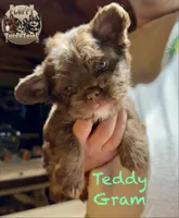 Teddy Gram "FLOODLE" , a male French Bulldog for sale in Redwood Valley, CA – Photo 1 of 10