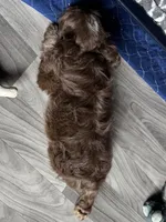 Teddy Gram "FLOODLE" , a male French Bulldog for sale in Redwood Valley, CA – Photo 7 of 10