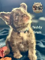 Teddy Gram "FLOODLE" , a male French Bulldog for sale in Redwood Valley, CA – Photo 3 of 10