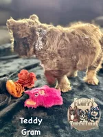 Teddy Gram "FLOODLE" , a male French Bulldog for sale in Redwood Valley, CA – Photo 2 of 10