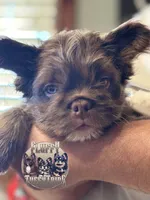 Teddy Gram "FLOODLE" , a male French Bulldog for sale in Redwood Valley, CA – Photo 8 of 10