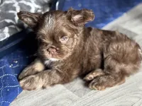 Teddy Gram "FLOODLE" , a male French Bulldog for sale in Redwood Valley, CA – Photo 6 of 10
