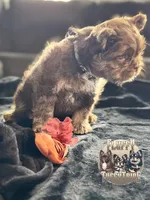 Teddy Gram "FLOODLE" , a male French Bulldog for sale in Redwood Valley, CA – Photo 4 of 10