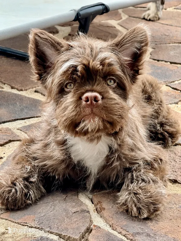 Teddy Gram "FLOODLE"  – French Bulldog puppy for sale in Redwood Valley, CA