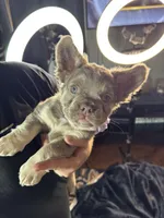 Shimmer⭐️ Isabella & Tan Fluffy , a female French Bulldog for sale in Redwood Valley, CA – Photo 7 of 9
