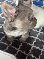 Shimmer⭐️ Isabella & Tan Fluffy , a female French Bulldog for sale in Redwood Valley, CA – Photo 4 of 9