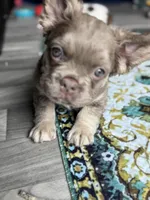 Shimmer⭐️ Isabella & Tan Fluffy , a female French Bulldog for sale in Redwood Valley, CA – Photo 5 of 9