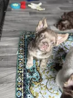 Shimmer⭐️ Isabella & Tan Fluffy , a female French Bulldog for sale in Redwood Valley, CA – Photo 6 of 9